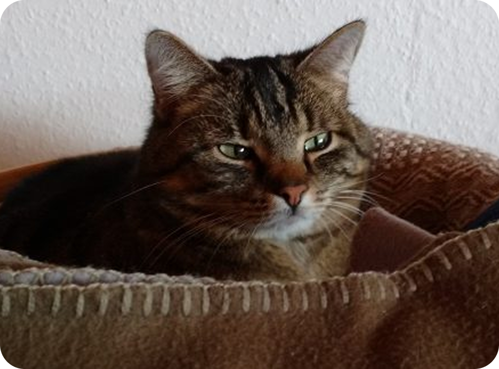 Tierpflege